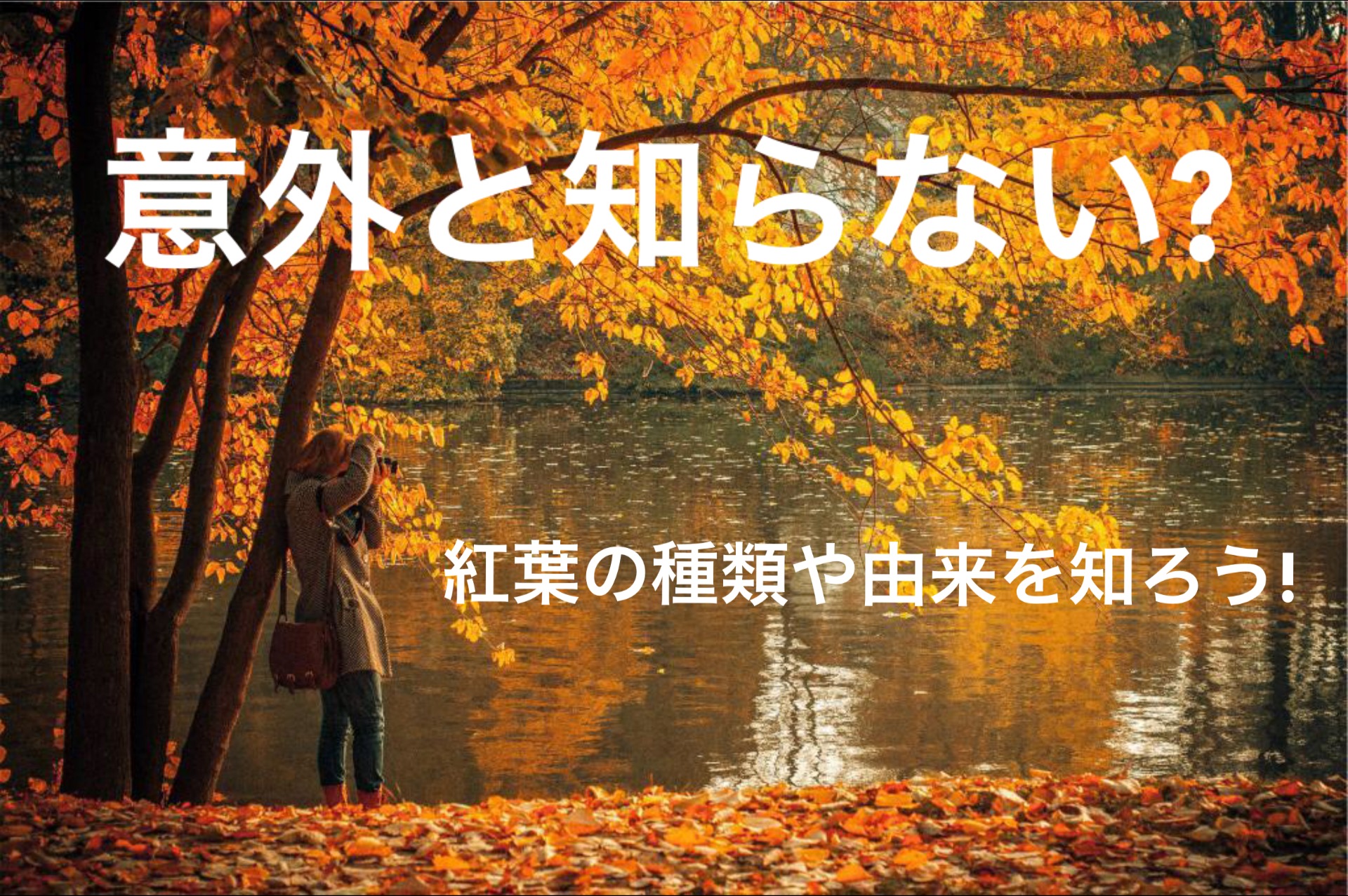 『紅葉』と『もみじ』違い・種類って?日本を彩る紅葉の雑学