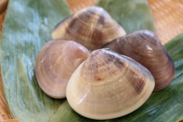 潮干狩りの食べられる貝って 見分け方や種類を一挙紹介 雑学トレンディ