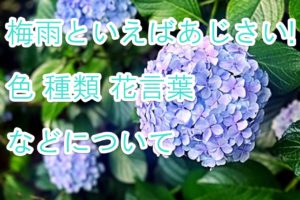 すべての美しい花の画像 ラブリーマツリカ 花言葉 怖い