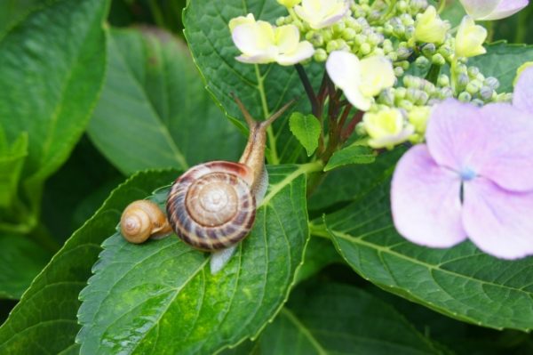 カタツムリの赤ちゃんに殻はある 殻の役割や飼育の方法を紹介します 雑学トレンディ