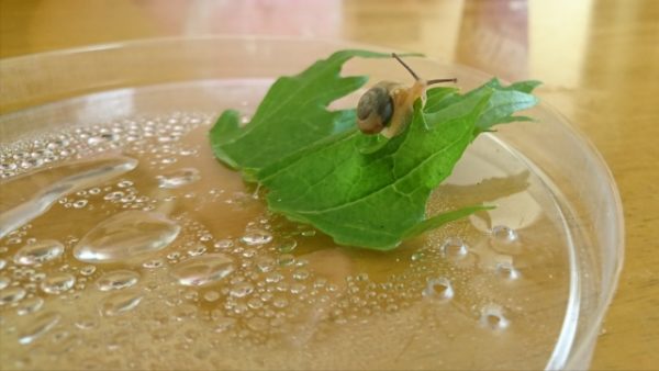 カタツムリの赤ちゃんに殻はある 殻の役割や飼育の方法を紹介します 雑学トレンディ