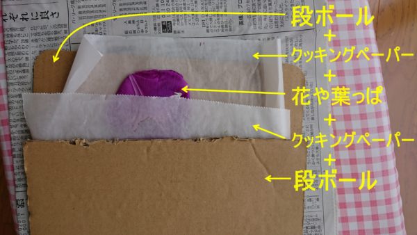 朝顔の押し花の作り方はこれがおすすめ 牛乳パックを使って簡単に 雑学トレンディ