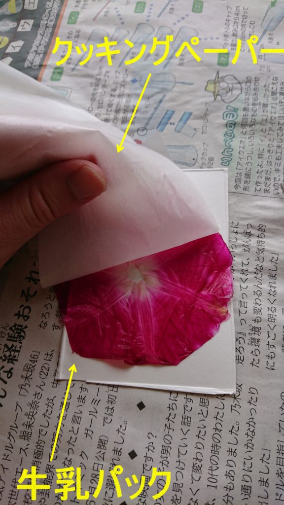 朝顔の押し花の作り方はこれがおすすめ 牛乳パックを使って簡単に 雑学トレンディ