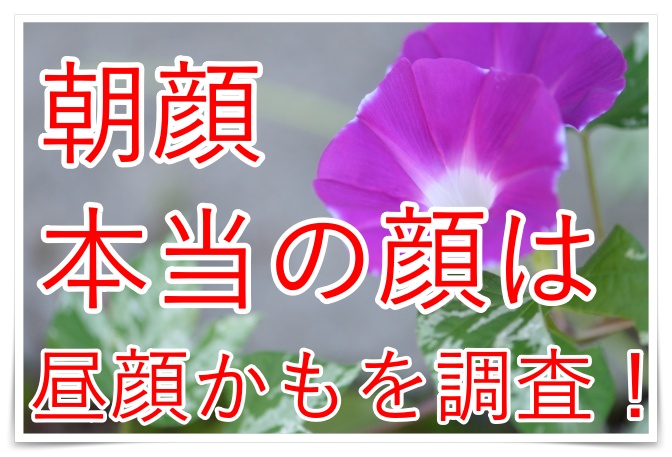 朝顔と昼顔の違いっなに 夕顔や夜顔もあるの 違う秘密を調査 雑学トレンディ