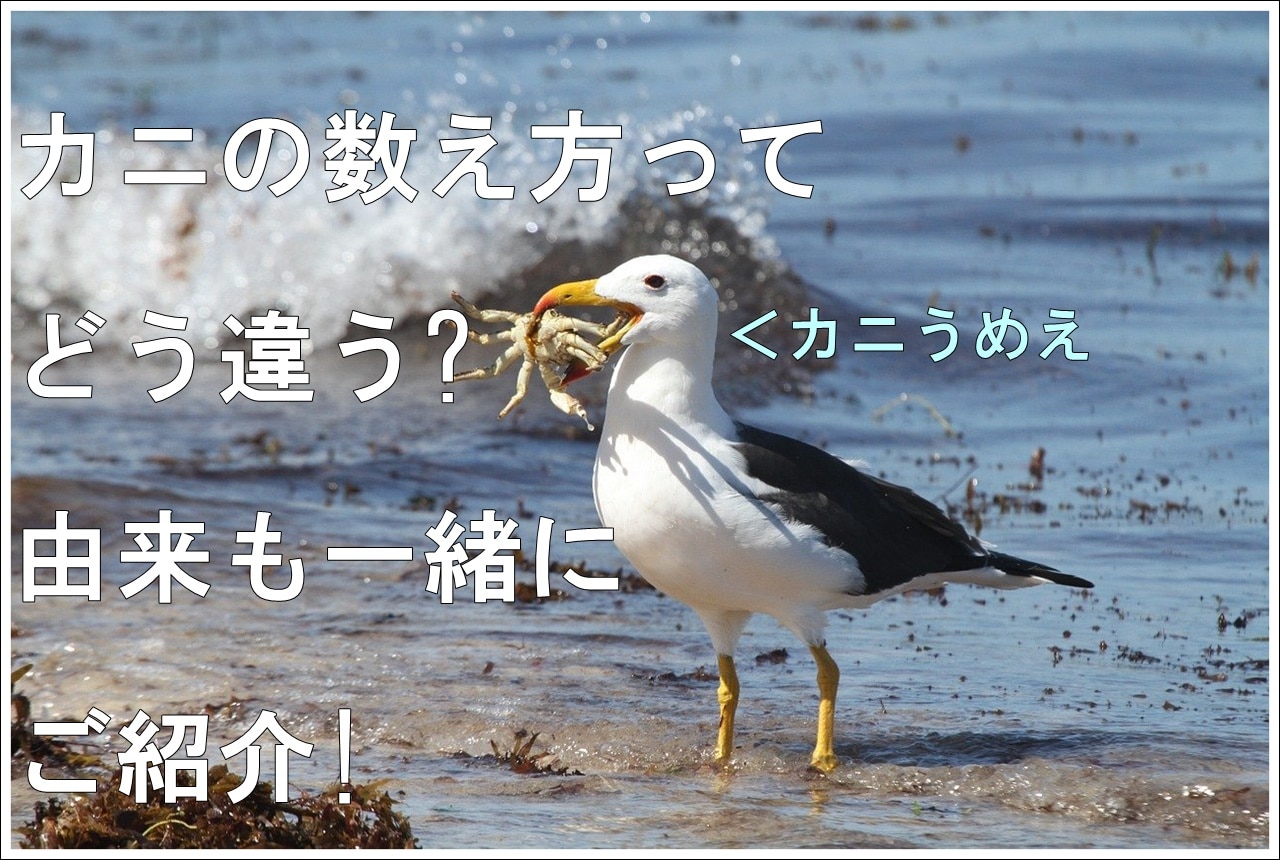 カニの数え方に違いなんてあるの 由来についてもいろいろご紹介 雑学トレンディ